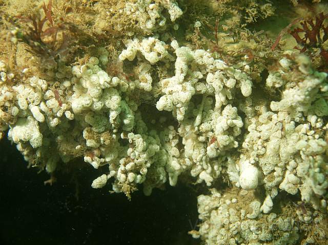 DW287227.jpg - A good deposit of Lace Sponge - Clathrina coriacea