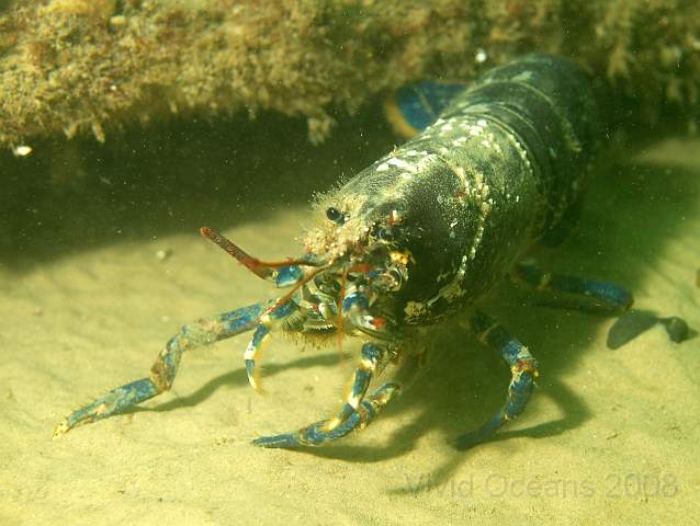DW287230.jpg - This has to be the most decrepit Common Lobster - Homarus gammarus - I've ever seen. The Amy Winehouse of the crustacean world - look after yourselves kids!