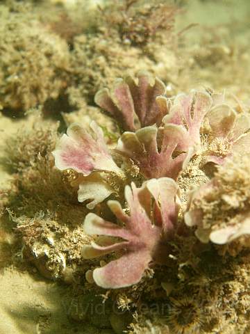 DW287232.jpg - Hornwrack - Flustra foliacea - a common leafy bryozoan
