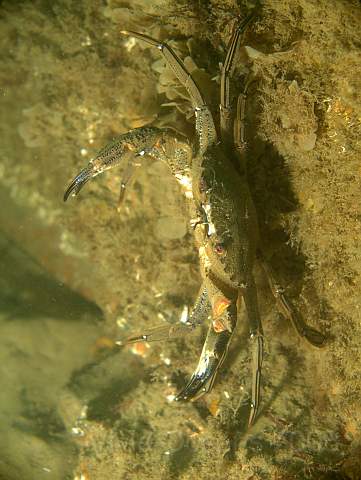 DW287234.jpg - Velvet Swimming Crab - Necora puber