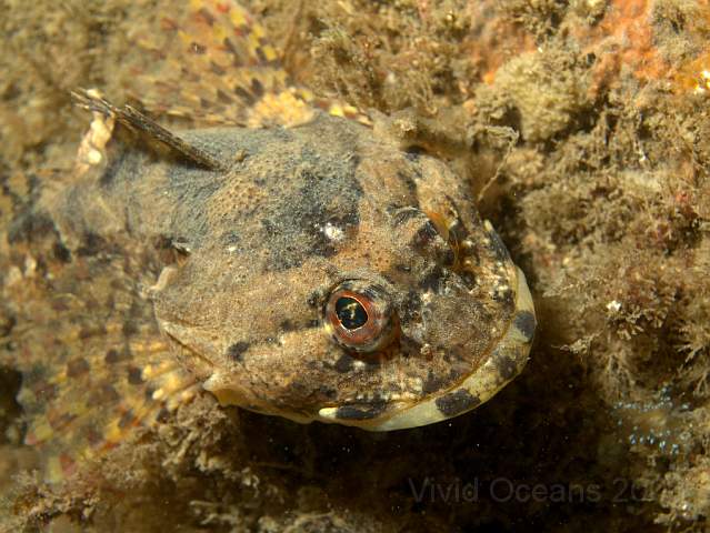 DW287241.jpg - We hadn't noticed but this isn't the usual long spined sea scorpion. The lack of a little white barbel at the corner of its mouth means this is Myoxocephalus scorpius - variously called a Bull Rout, Father Lasher or Short-spined Sea Scorpion