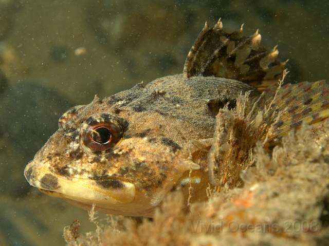 DW287244.jpg - The Short-spined Sea Scorpion - Myoxocephalus scorpius - is very, very similar to the long spined version