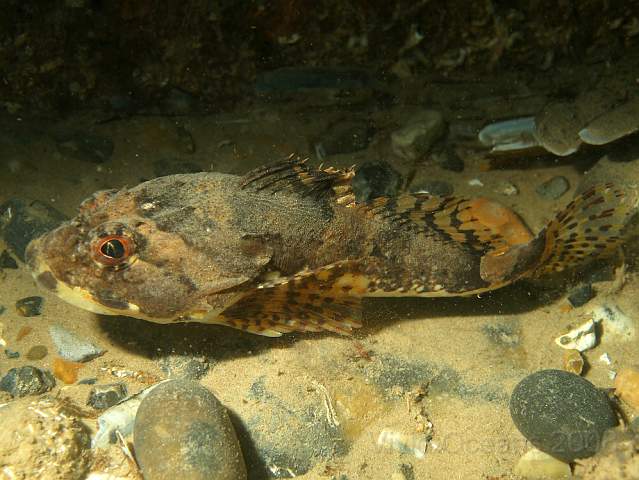 DW287258.jpg - Rare to catch a Short-spined Sea Scorpion - Myoxocephalus scorpius - on the move.