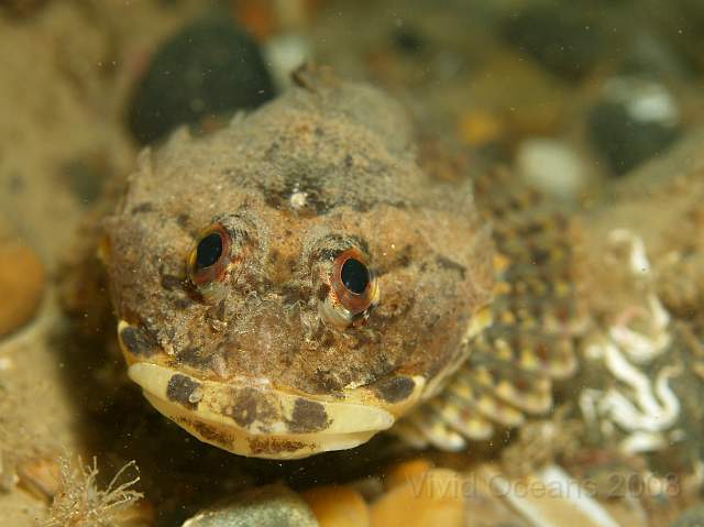 DW287263.jpg - Looks quite loveable really. Short-spined Sea Scorpion - Myoxocephalus scorpius