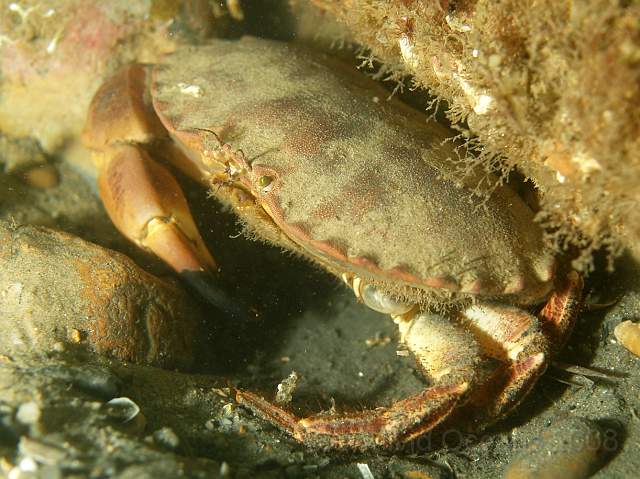 DW287264.jpg - I wish I'd never said I'd give my left arm for that last bit of cake... An Edible Crab - Cancer pagarus