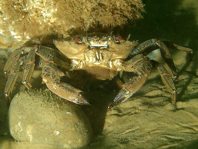 DW287272.jpg - A female Velvet Swimming Crab - Necora puber - you can tell because she's carrying a clump of brown eggs under her tail