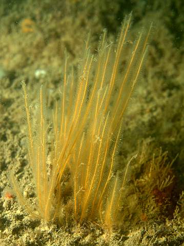 DW287274.jpg - Antenna hydroid - Nemertesia antennina