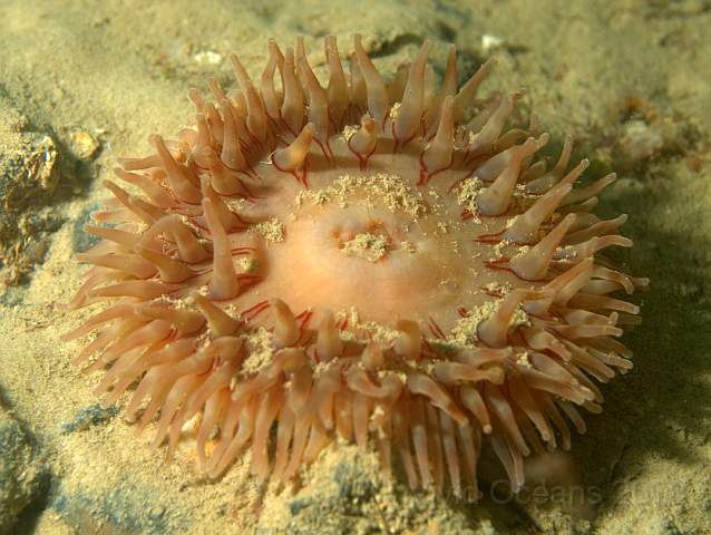 DW287276.jpg - Dahlia anemone - Urticina felina. Not as funny as the Urticina eques...