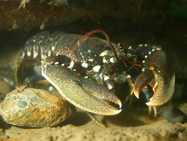 DW287282.jpg - I can't help feeling that this one will be at an advantage if they meet. Common Lobster - Homarus gammarus