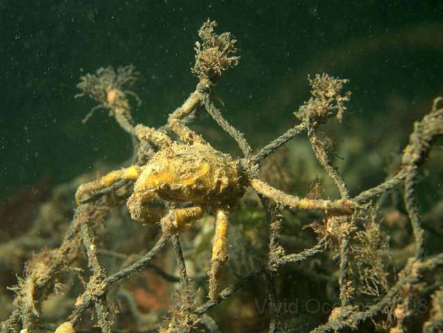 DW287287.jpg - This might be a Great Spider Crab or Sea Toad - Hyas araneus. Larger than the little Macropodia and Inachus spider crabs (a 5cm rather than 2cm body) but nowhere near the size of the Spiny Spider crabs seen on the South coast