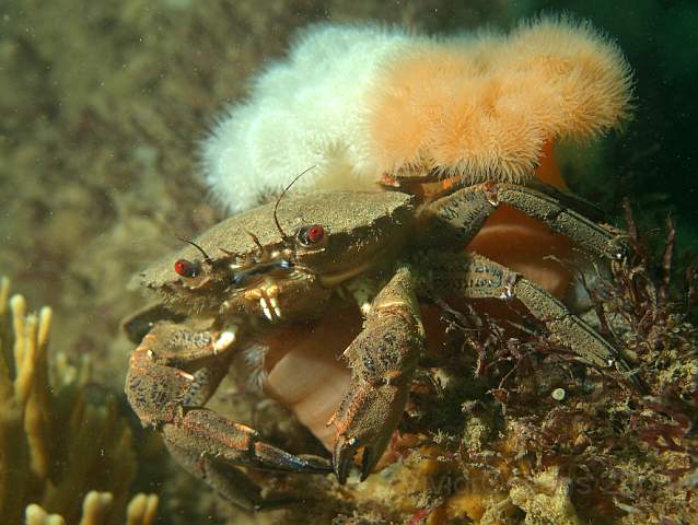 DW287289.jpg - Velvet Swimming Crab - Necora puber