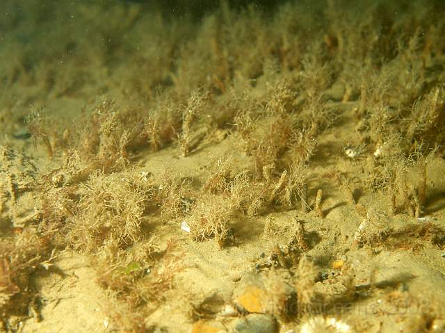 DW287309.jpg - A bed of Sandmason worms - Lanice conchilega - not often you see as many as this