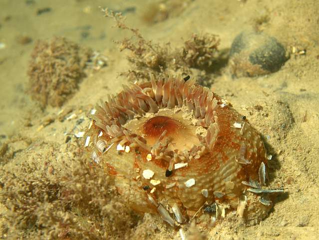DW287320.jpg - The Dahlia Anemone - Urticina felina - has a sticky column collecting debris for protection when retracted