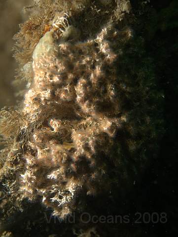 DW287332.jpg - Coral worm - Salmacina dysteri - forms patches up to 30cm across