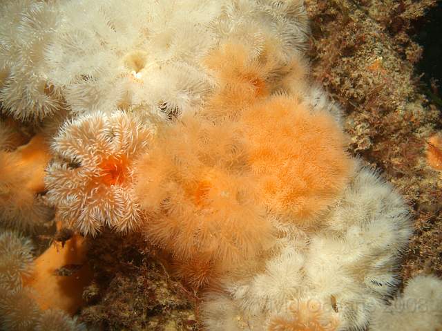 DW287070.JPG - They can form carpets over the prime current feeding locations. Plumose Anemones - Metridium senile