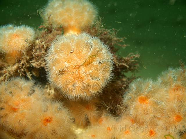 DW287071.JPG - Plumose Anemones - Metridium senile - grow in profusion on both the Vera and Rosalie