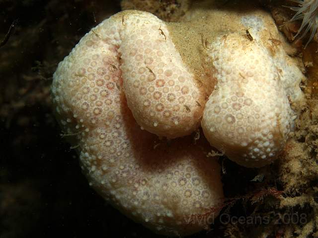 DW287080.JPG - You can see the eight armed polyps poised halfway between feeding and hiding. Dead Mens Fingers - Alcyonium digitatum