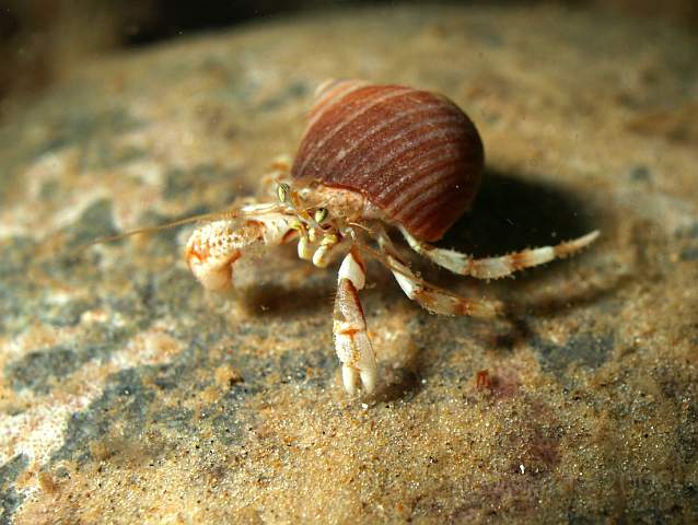 DW287091.JPG - A small Hermit crab - Pagarus spp. most likely bernhardus but not large enough to be certain