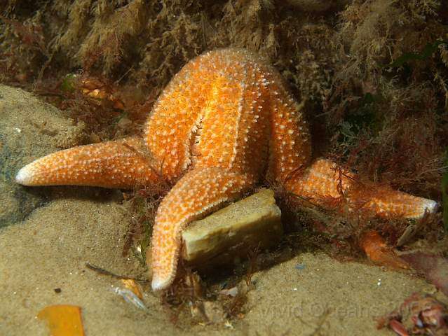 DW287094.JPG - A Common Starfish - Asterias rubens - enjoying a meal or trying to look like a hat