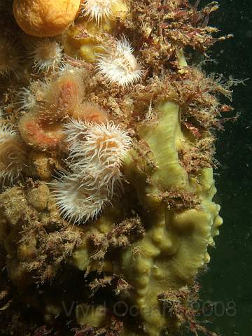 DW287116.jpg - Breadcrumb Sponge - Halichondria panicea can be very variable in colour yellow, green and even smoker's beige