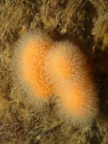 DW287117.jpg - The Dead Mens Fingers - Alcyonium digitatum - have been less common and smaller than in the past