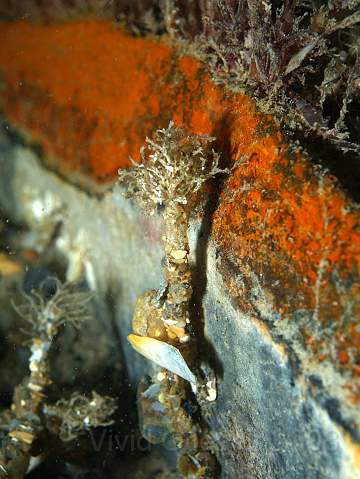 DW287140.jpg - There had been considerable movement in the sediment around the wreckage. Shown by the uncovered tube of this Sandmason worm - Lanice conchilega