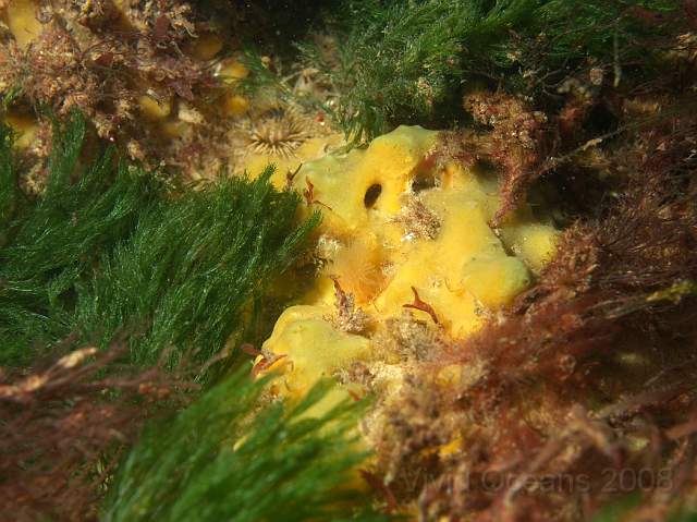 DW287162.jpg - Amongst the red and green algae the yellow stuff is Breadcrumb Sponge - Halichondria panicea