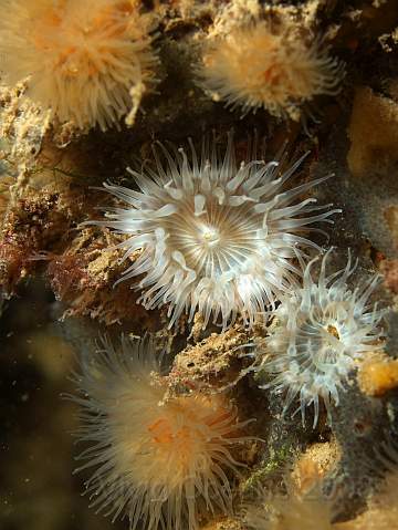 DW287165.jpg - Elegant - Sargatia elegans (white) and small Plumose - Metridium senile - anemones