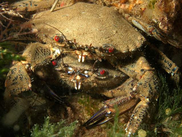 DW287167.jpg - Sexy Velvet Swimming Crabs - Necora puber - waiting for the female (bottom) to change out of her clothes