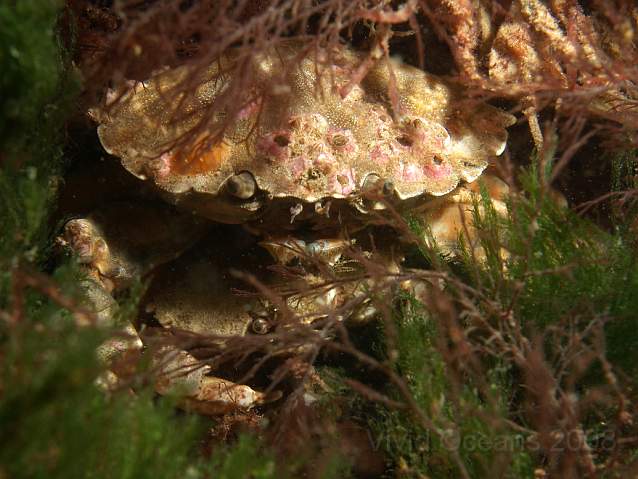 DW287172.jpg - Shore crabs - Carcinus maenas - canoodling on the top of the engine