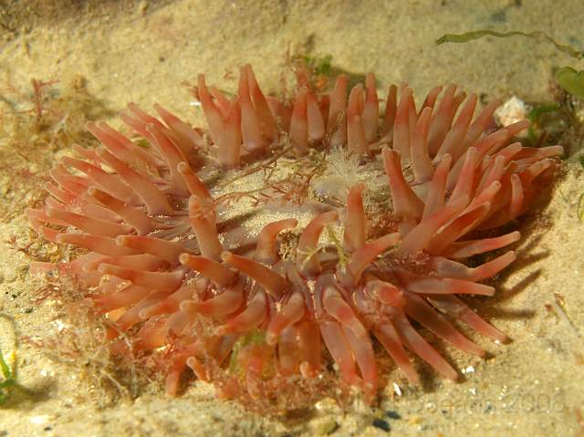 DW287176.jpg - Dahlia Anemone - Urticina felina