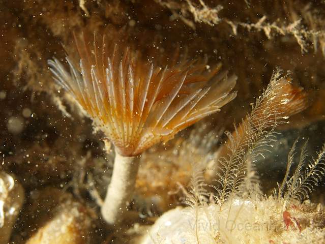 DW287180.jpg - Peacock Fanworm - Sabella pavonina - a red/orange one