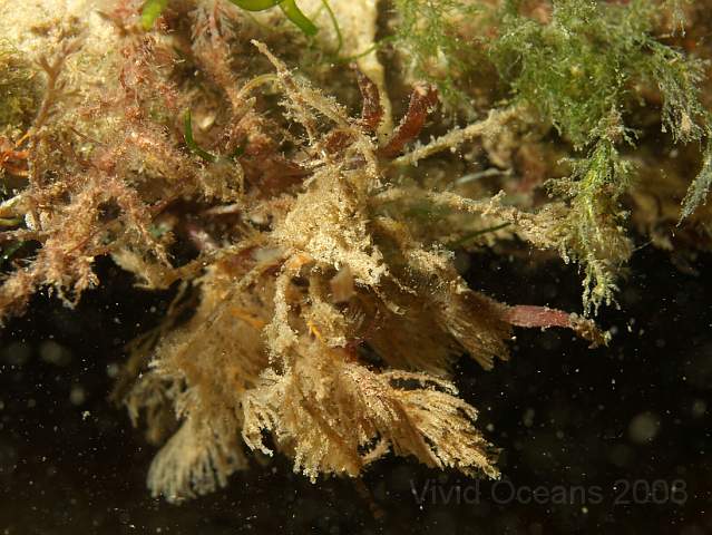 DW287204.jpg - Long Legged Spider Crab - Macropodia spp. - resting on a Bugula bryozoan
