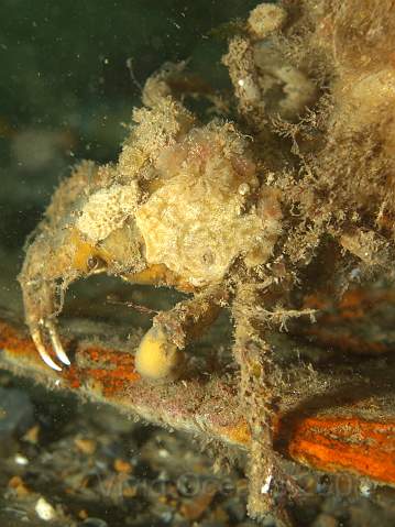 DW287205.jpg - Probably a Sea Toad or Great Spider Crab - Hyas araneus