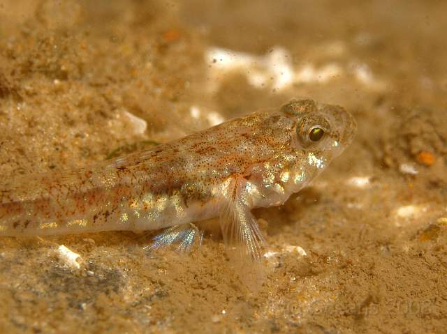 PA198835.jpg - Pomatoschistus spp - most probably a sand goby