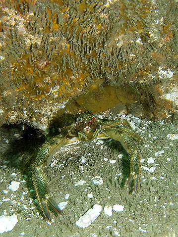 P9206529.JPG - Squat Lobster - Galathea squamifera