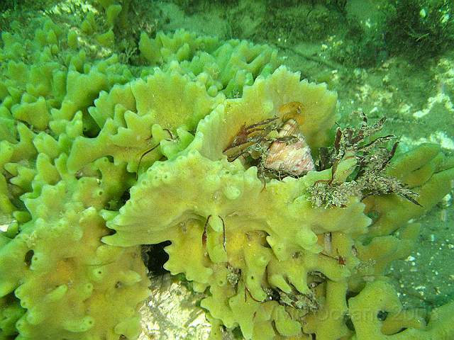 P9206543.JPG - The Breadcrumb Sponge - Halichondria panicea - was very impressive