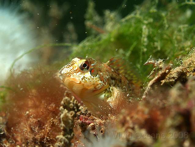 DW217050.jpg - Shanny - Lipophrys pholis - a blenny like a Tompot, but no eyebrows!