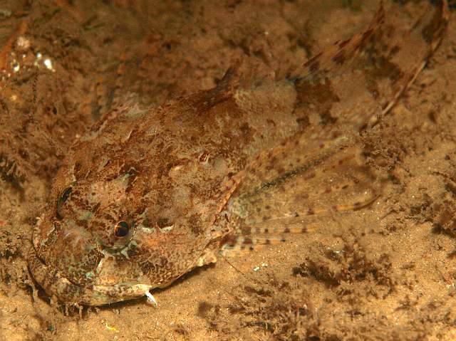 P9208787.jpg - The long spined sea scorpion - Taurulus bubalis