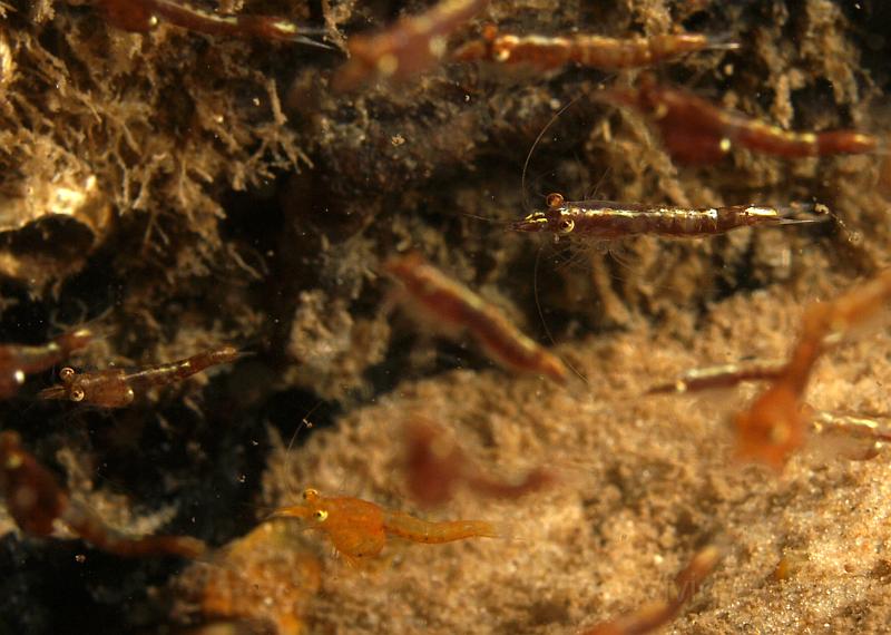 DW034735.JPG - Here's a closer view of what he was looking at. Mysid shrimps often look like a buzzing shoal of tiny fish.
