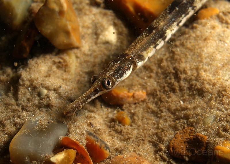 DW034742.JPG - A Greater pipefish - Syngnathus acus - eyes us with suspicion