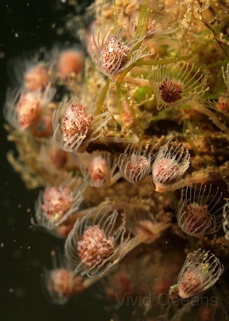 DW034746.JPG - There were plenty of Tubularia larynx, a favourite slug food, but we didn't see any slugs on this dive