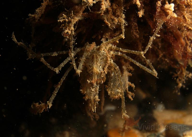 DW034757.JPG - A tiny Spider crab - Macropodia Spp. - lies in wait like a praying mantis. Macropodia crabs have very long legs and often decorate themselves with bits of algae