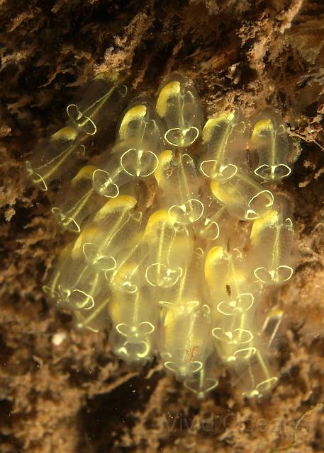 DW034774.JPG - Light bulbs tunicates - Clavelina lepadiformis - come in a variety of colours, lemon is nice