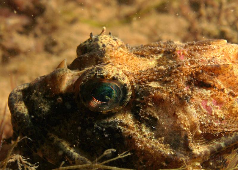 DW034783.JPG - It's not often you get close enough to see the snout horns and hideous scabby skin though...