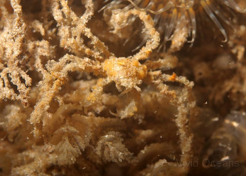 P7036543.JPG - This is an Inachus Spp. Spider crab, they have slightly shorter legs and are almost always covered in sponge.