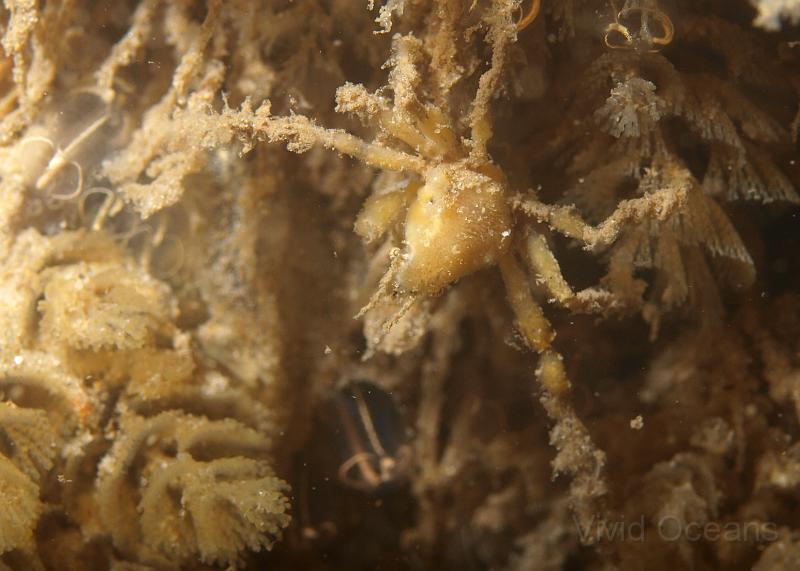 P7036549.JPG - This one seems to have features of both groups, but we'd lean towards Inachus Spp. due to the sponge.