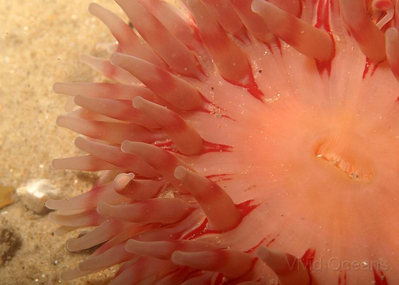 P7036578.JPG - The stubby tentacles of the Dahlia anemone -  Urticina spp. - are characteristic, as is the ice cream ripple colouring