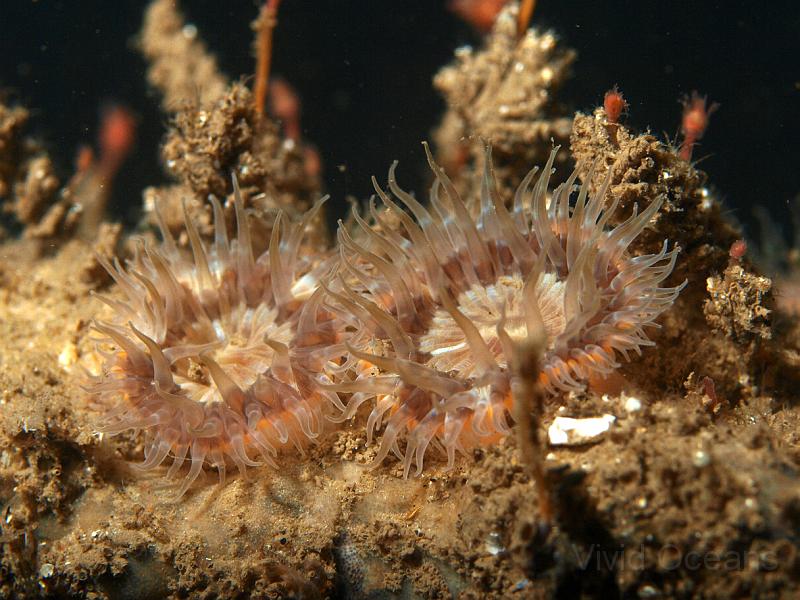 P7196883.JPG - Two pretty Elegant anemones - Sargatia elegans - enjoying the view