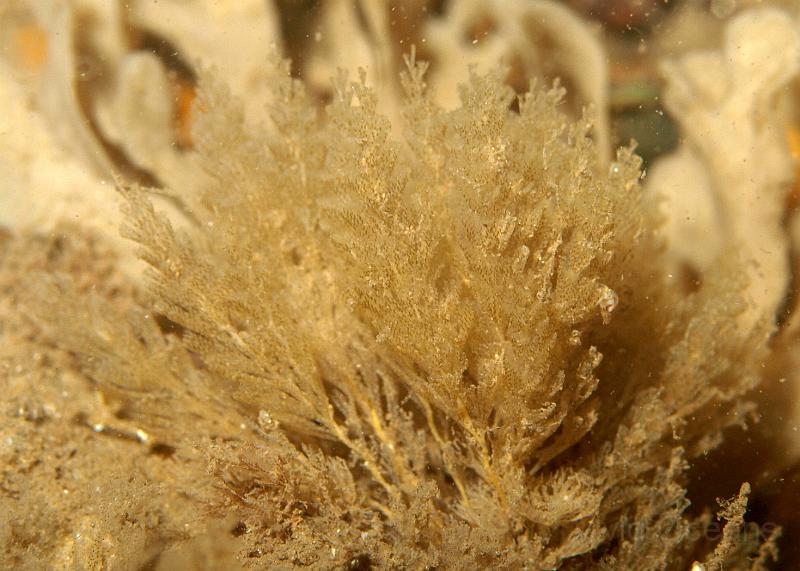 P7196890.JPG - This is a bryozoan, one of the Bugula Spp., which usually resemble bottle brushes